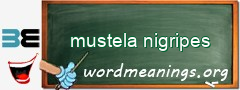 WordMeaning blackboard for mustela nigripes